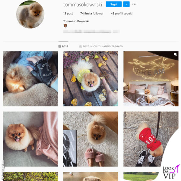Tommaso Kowalski è il cane di Giulia De Lellis: anche lui ha un profilo Instagram  