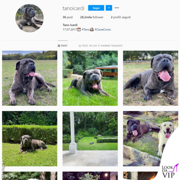 Profilo Instagram anche per il cane corso di Mauro Icardi e Wanda Nara 