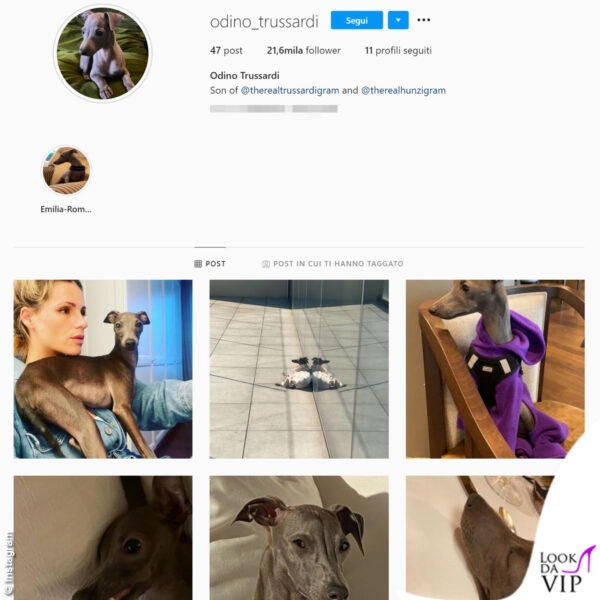 Ecco il profilo Instagram dell'ultimo cane arrivato in casa Hunziker, Odino Trussardi