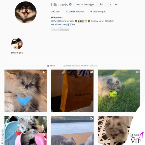 Il profilo Instagram degli animali di Paris Hilton si chiama Hilton Pets