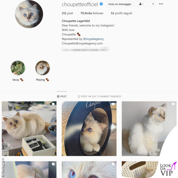 Ecco il profilo Instagram del gatto di Karl Lagerfeld,  Choupette 