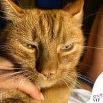 Sonia Bruganelli gatto Boss