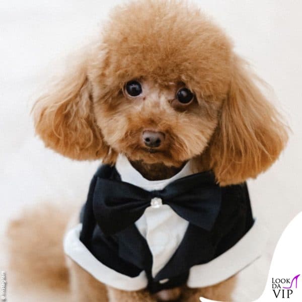 il cagnolino di famiglia, Twenty Zaccagni Nasti, è elegantissimo 