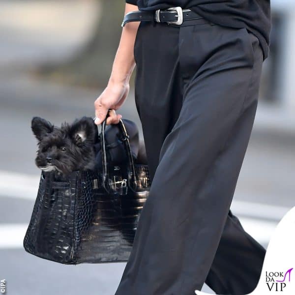 il cucciolo fa capolino dalla borsa 
