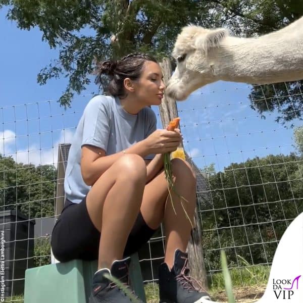 tenerezze con il lama 