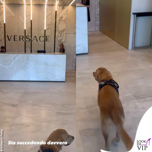 il cucciolo nell'headquarter meneghino del brand 