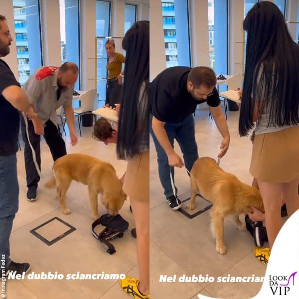 Il cane si presta alle misurazioni 