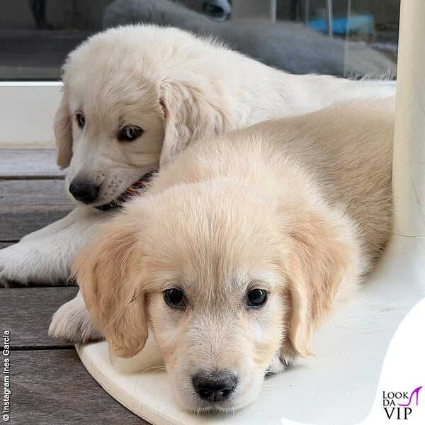 I cuccioli di Golden Retriever nel post di Ines